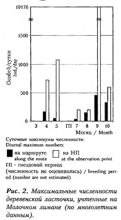Puc. 2. Максимальные численности деревенской ласточки, учтенные на Молочном лимане (по многолетним данным).