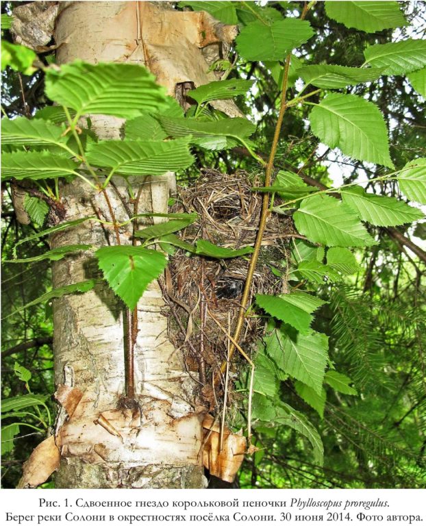 Рис. 1. Сдвоенное гнездо корольковой пеночки Phylloscopus proregulus.   Берег реки Солони в окрестностях посёлка Солони. 30 июня 2014. Фото автора