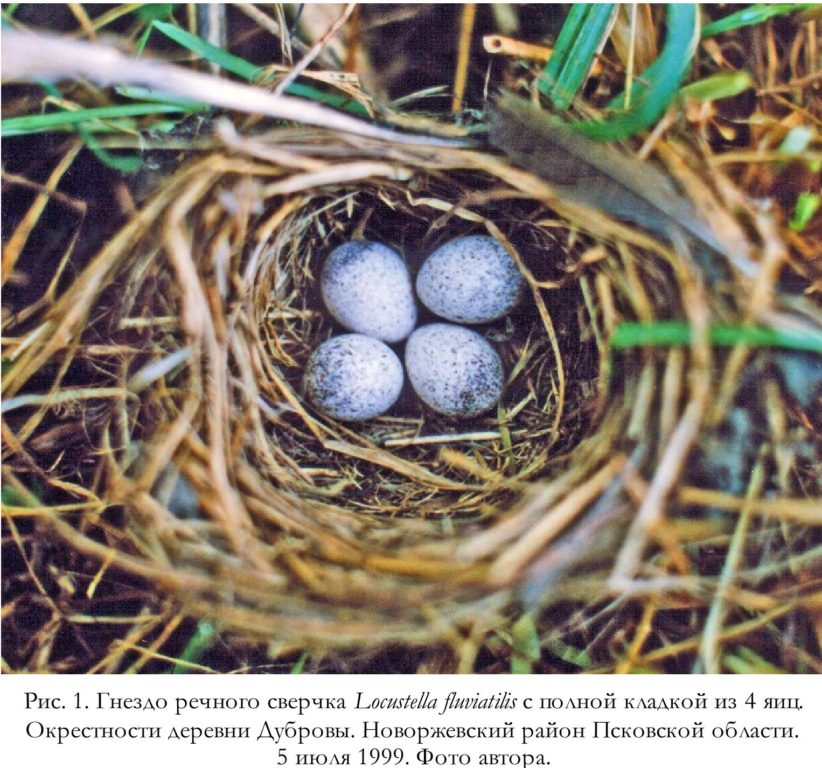 Рис. 1. Гнездо речного сверчка Locustella fluviatilis с полной кладкой из 4 яиц. Окрестности деревни Дубровы. Новоржевский район Псковской области. 5 июля 1999. Фото автора.