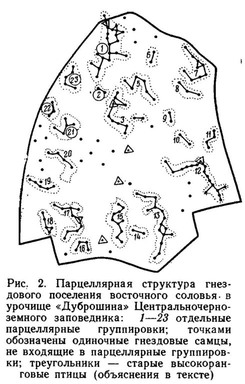Парцеллярная структура гнез дового поселения восточного соловья- в урочище «Дуброшина» Центральночерно земного заповедника