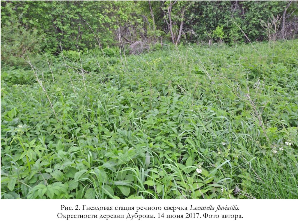 Рис. 2. Гнездовая стация речного сверчка Locustella fluviatilis. Окрестности деревни Дубровы. 14 июня 2017. Фото автора.