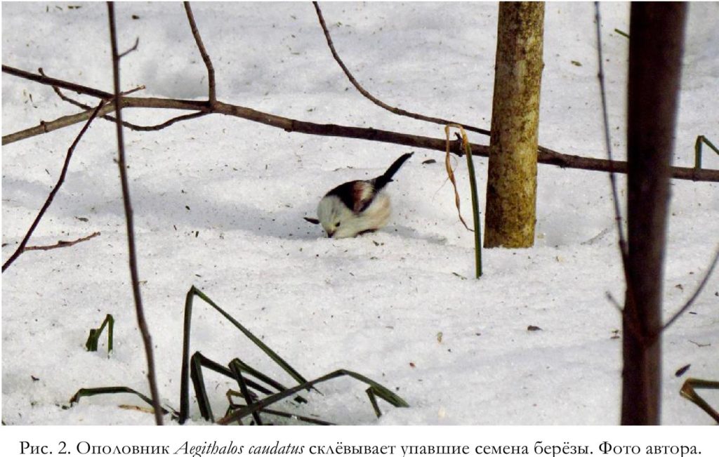 Рис. 2. Ополовник Aegithalos caudatus склёвывает упавшие семена берёзы. Фото автора.
