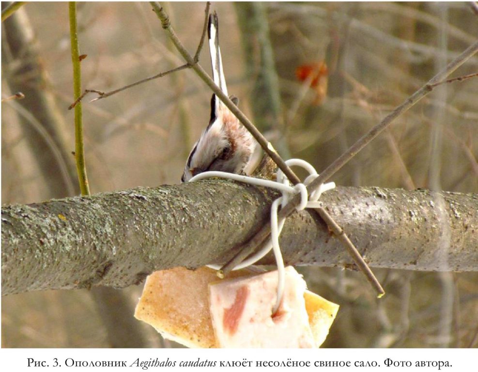 Рис. 3. Ополовник Aegithalos caudatus клюёт несолёное свиное сало. Фото автора.