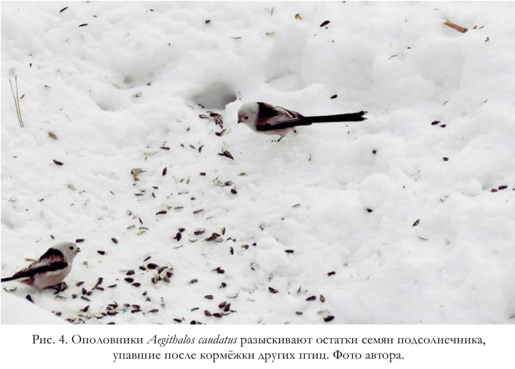 Рис. 4. Ополовники Aegithalos caudatus разыскивают остатки семян подсолнечника,   упавшие после кормёжки других птиц. Фото автора.