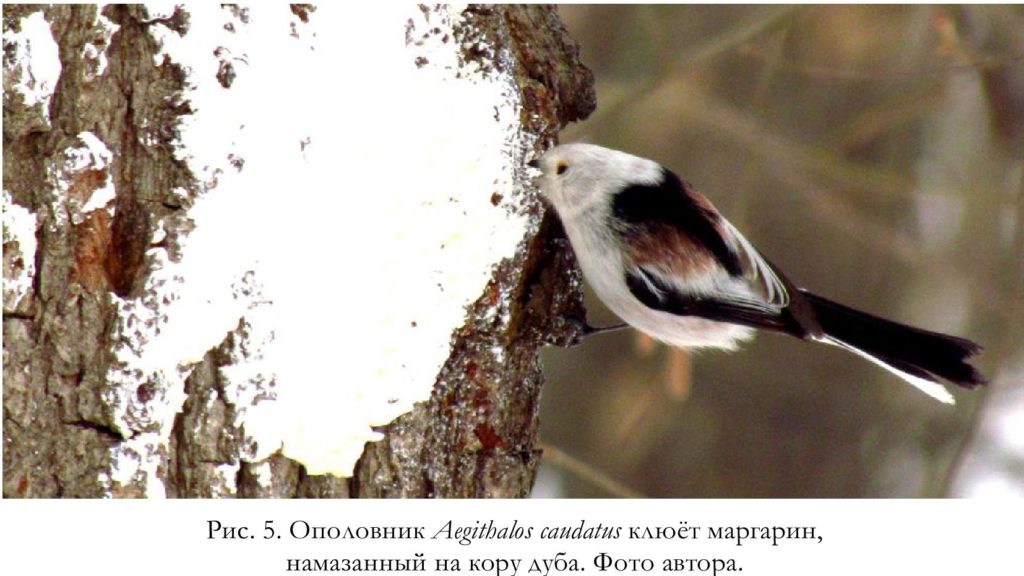 Рис. 5. Ополовник Aegithalos caudatus клюёт маргарин,   намазанный на кору дуба. Фото автора.