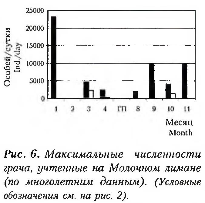 Рис. 6. М аксимальные численности грача, учтенные на Молочном лимане (по многолетним данным). (Условные обозначения см. па рис. 2).