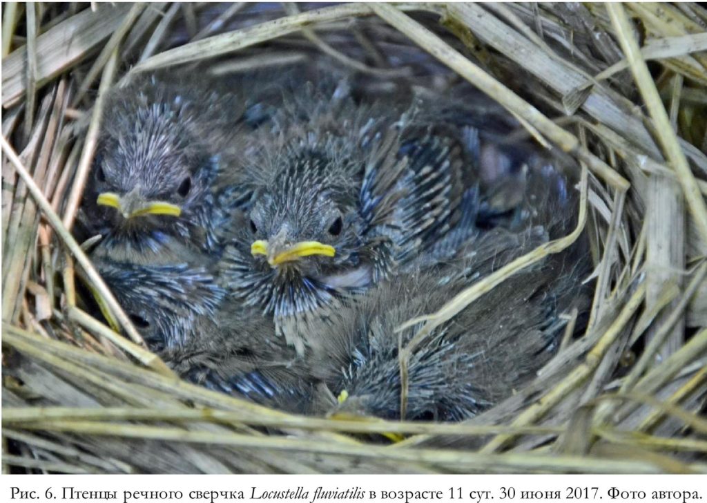 Рис. 6. Птенцы речного сверчка Locustella fluviatilis в возрасте 11 сут. 30 июня 2017. Фото автора.