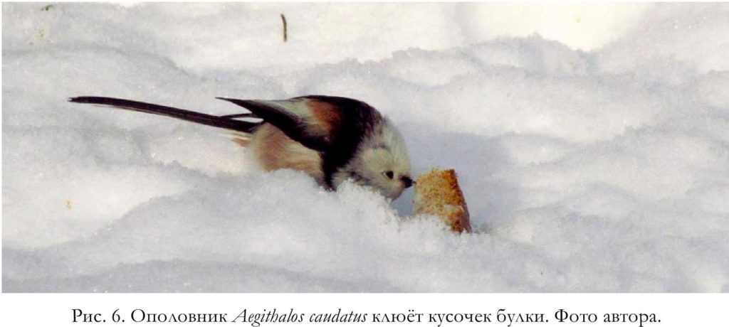 Рис. 6. Ополовник Aegithalos caudatus клюёт кусочек булки. Фото автора. 