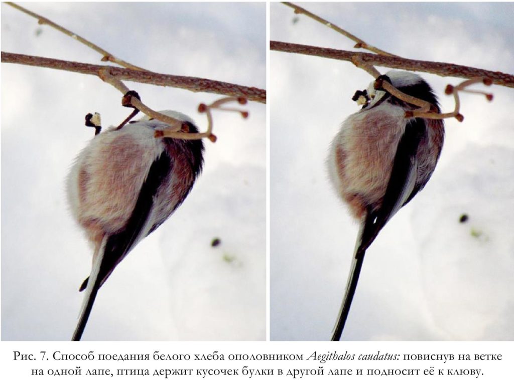 Рис. 7. Способ поедания белого хлеба ополовником Aegithalos caudatus: повиснув на ветке   на одной лапе, птица держит кусочек булки в другой лапе и подносит её к клюву.