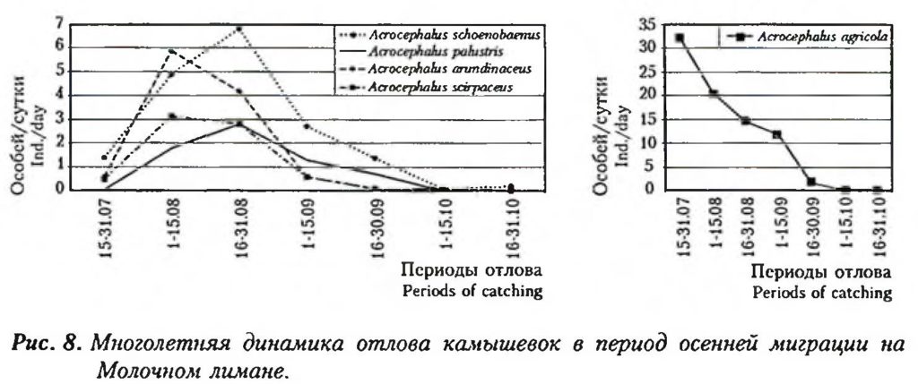 Рис. 8. Многолетняя динамика отлова камышевок в период осенней миграции на Молочном лимане.