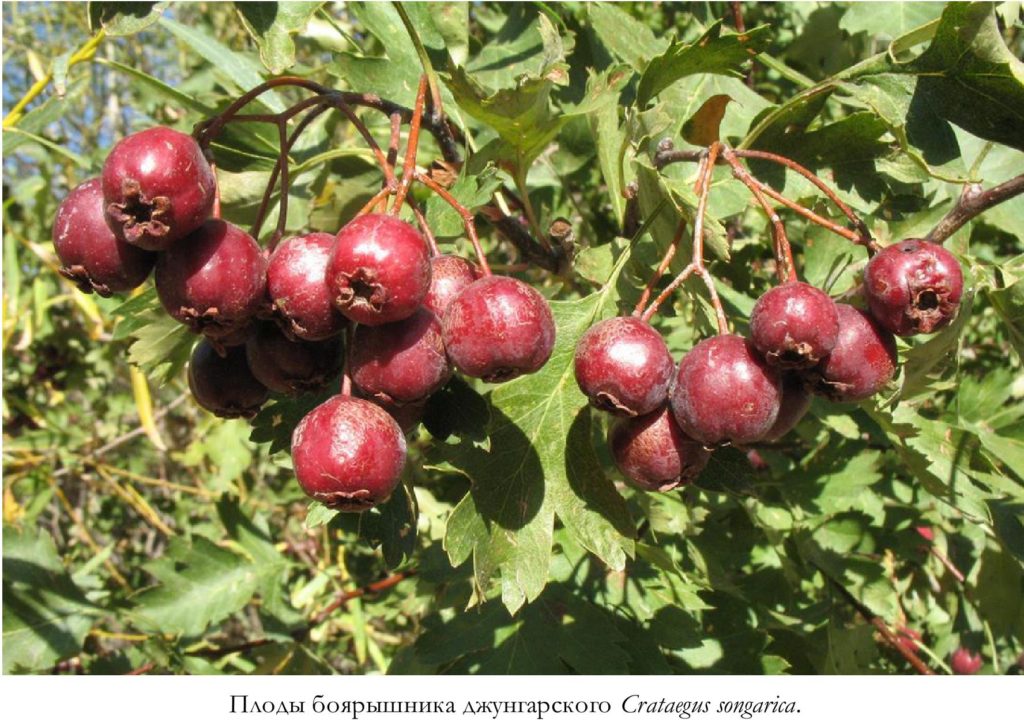 Плоды боярышника джунгарского Crataegus songarica