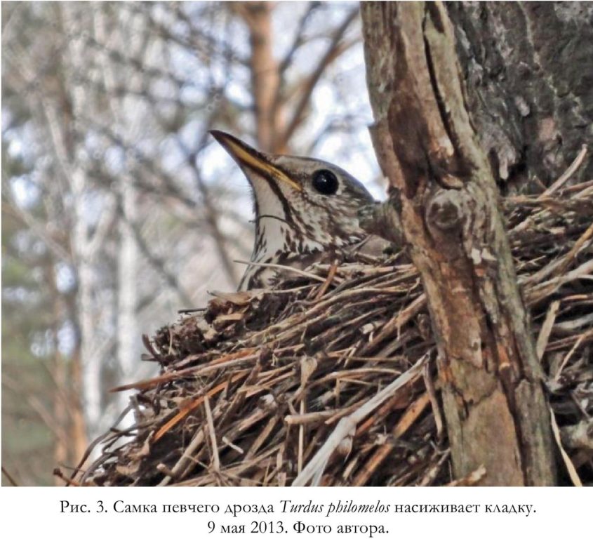 Рис. 3. Самка певчего дрозда Turdus philomelos насиживает кладку. 9 мая 2013. Фото автора.