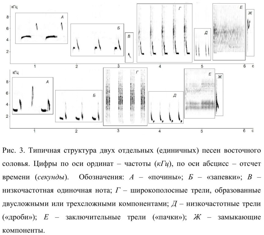 Рис.  3.  Типичная  структура  двух  отдельных  (единичных)  песен  восточного  соловья