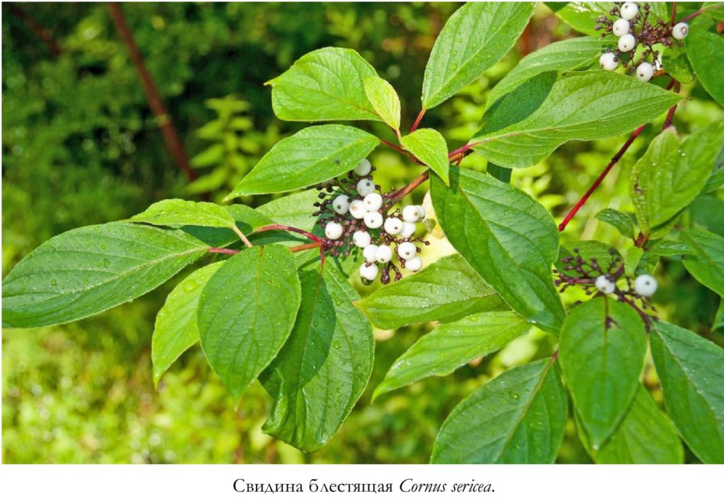 Свидина блестящая Cornus sericea