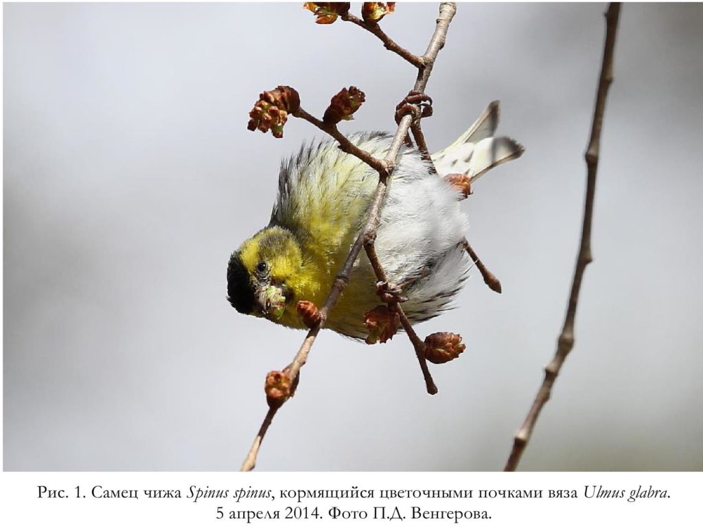 Рис. 1. Самец чижа Spinus spinus, кормящийся цветочными почками вяза Ulmus glabra.   5 апреля 2014. Фото П.Д. Венгерова.