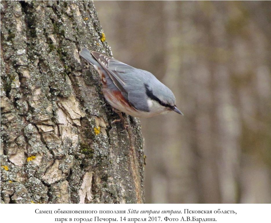 Самец обыкновенного поползня Sitta europaea europaea. Псковская область,   парк в городе Печоры. 14 апреля 2017. Фото А.В.Бардина