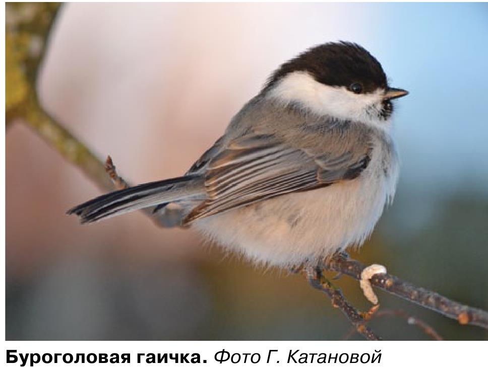 Буроголовая гаичка. Фото Г. Катановой