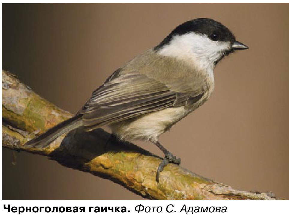 Черноголовая гаичка. Фото С. Адамова