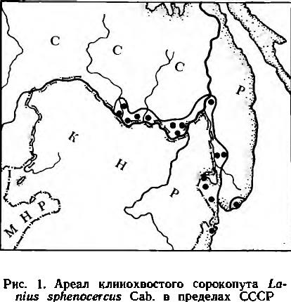 Рис. 1. Ареал клииохвостого сорокопута La nius sphenocercus Cab. в пределах СССР