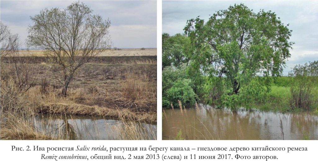Рис. 2. Ива росистая Salix rorida, растущая на берегу канала – гнездовое дерево китайского ремеза Remiz consobrinus, общий вид. 2 мая 2013 (слева) и 11 июня 2017. Фото авторов.