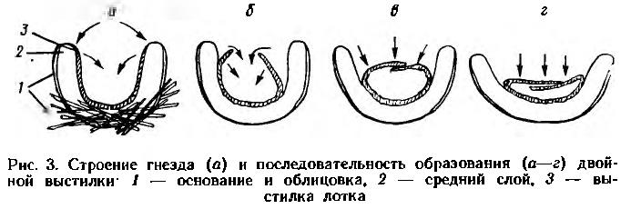 Рис. 3. Строение гнезда (а) и последовательность образования (а—г) двой ной выстилки