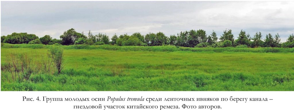 Рис. 4. Группа молодых осин Populus tremula среди ленточных ивняков по берегу канала – гнездовой участок китайского ремеза. Фото авторов.