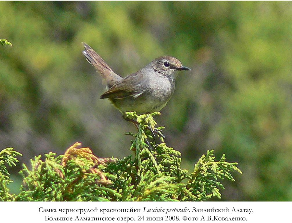 Самка черногрудой красношейки Luscinia pectoralis. Заилийский Алатау,   Большое Алматинское озеро. 24 июня 2008. Фото А.В.Коваленко.