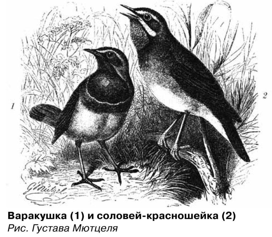 Варакушка (1) и соловей-красношейка (2) Рис. Густава Мютцеля