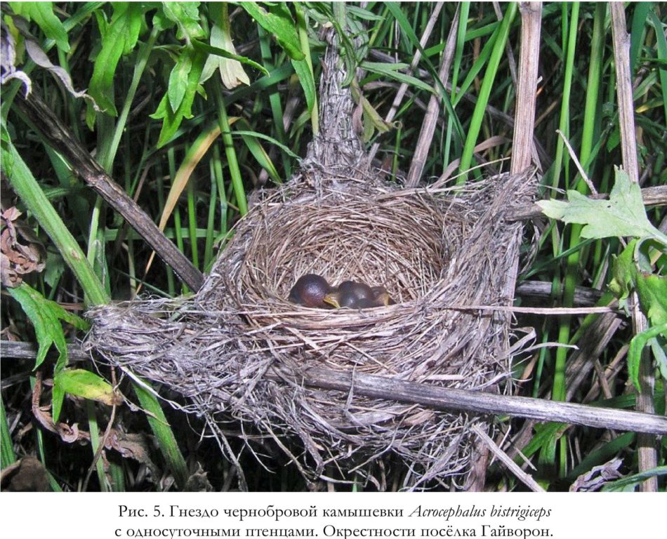 Рис. 5. Гнездо чернобровой камышевки Acrocephalus bistrigiceps с односуточными птенцами. Окрестности посёлка Гайворон.