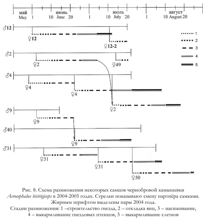 Рис. 8. Схема размножения некоторых самцов чернобровой камышевки Acrocephalus bistrigiceps в 2004-2005 годах. Стрелки показывают смену партнёра самками.