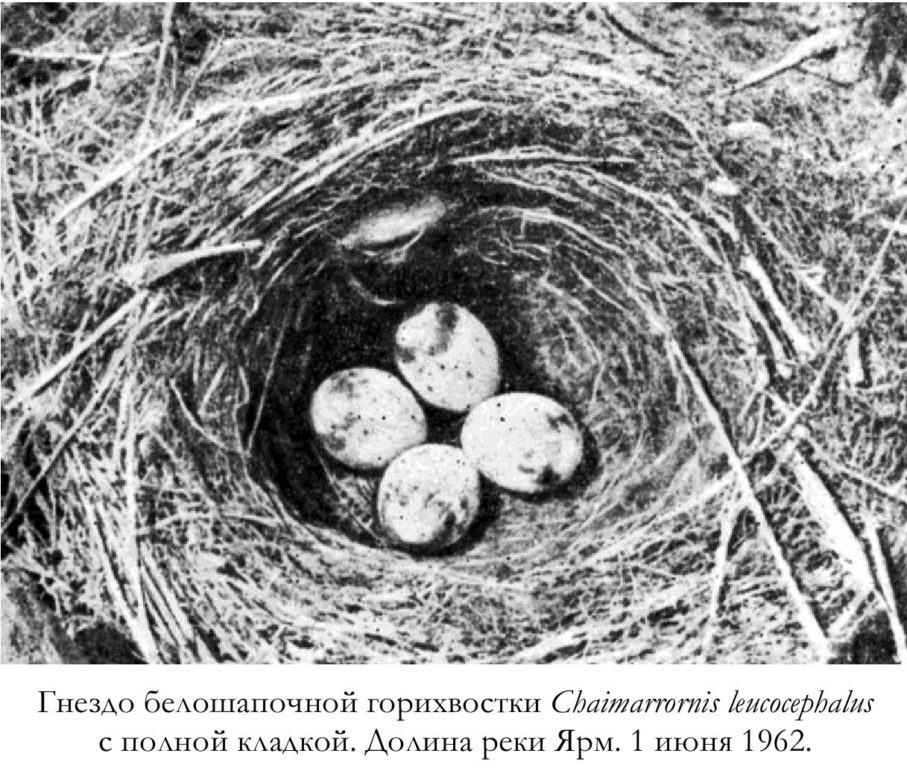 Гнездо белошапочной горихвостки Chaimarrornis leucocephalus   с полной кладкой. Долина реки Ярм. 1 июня 1962.