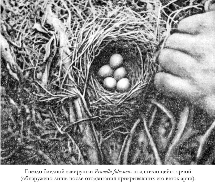 Гнездо бледной завирушки Prunella fulvescens под стелющейся арчой