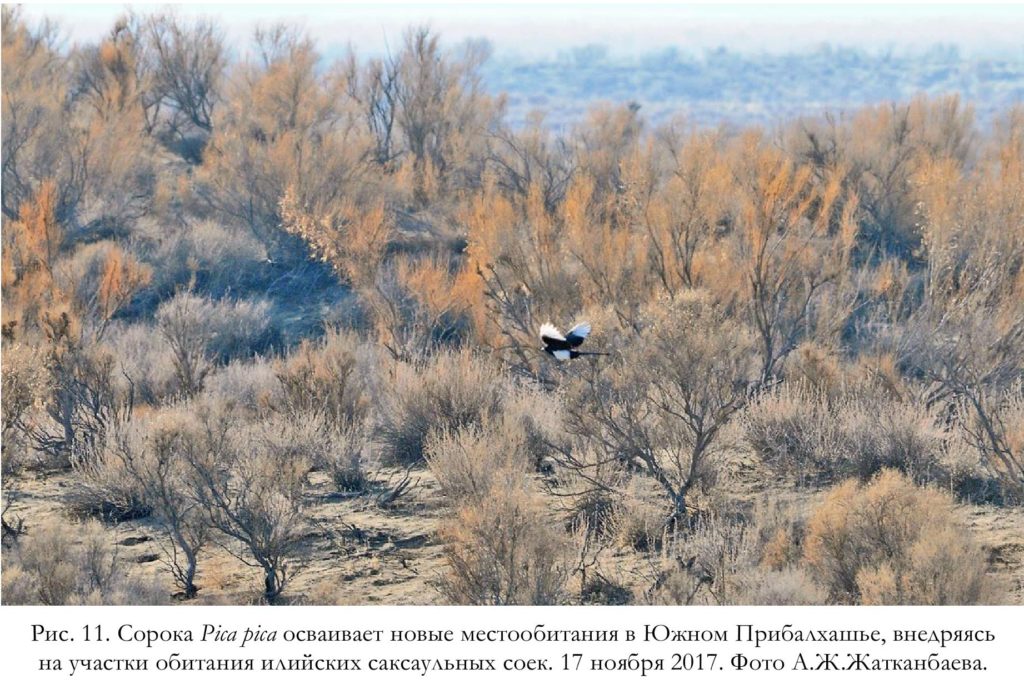 Рис. 11. Сорока Pica pica осваивает новые местообитания в Южном Прибалхашье, внедряясь на участки обитания илийских саксаульных соек. 17 ноября 2017. Фото А.Ж.Жатканбаева.