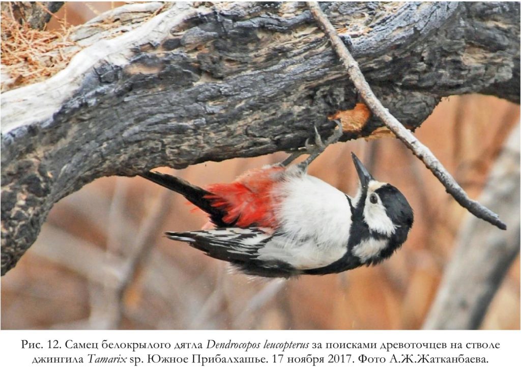 Рис. 12. Самец белокрылого дятла Dendrocopos leucopterus за поисками древоточцев на стволе джингила Tamarix sp. Южное Прибалхашье. 17 ноября 2017. Фото А.Ж.Жатканбаева.