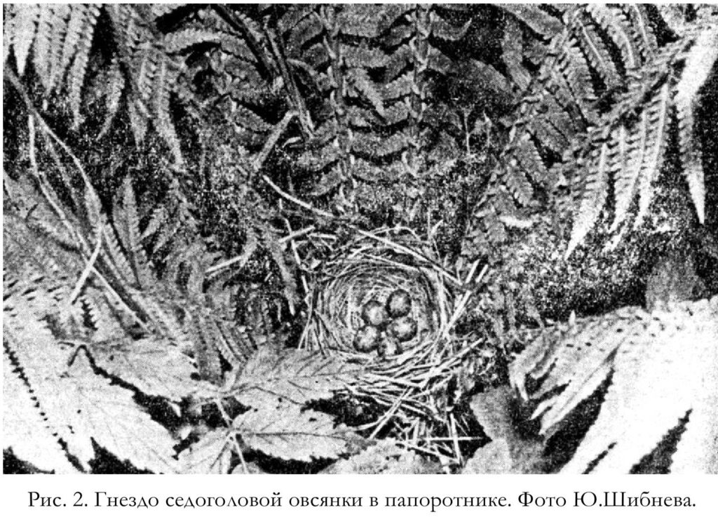 Рис. 2. Гнездо седоголовой овсянки в папоротнике. Фото Ю.Шибнева.