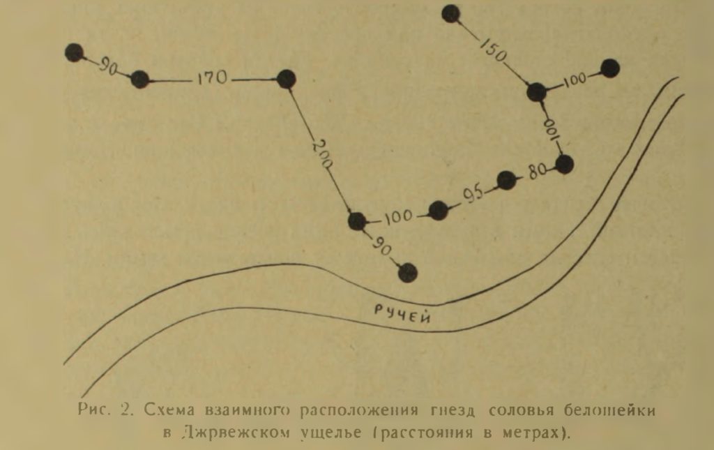Рис. 2. Схема взаимного расположения гнезд соловья белошейки в Джрвежском ущелье