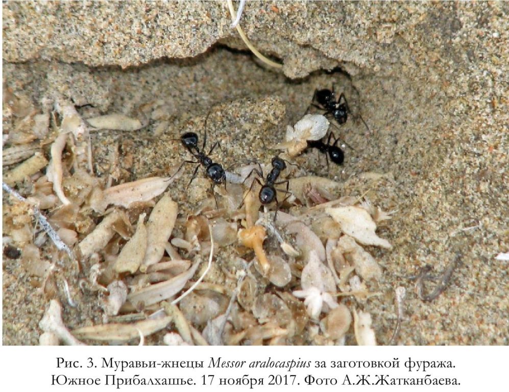 Рис. 3. Муравьи-жнецы Messor aralocaspius за заготовкой фуража. Южное Прибалхашье. 17 ноября 2017. Фото А.Ж.Жатканбаева.
