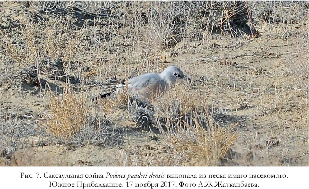 Рис. 7. Саксаульная сойка Podoces panderi ilensis выкопала из песка имаго насекомого. Южное Прибалхашье. 17 ноября 2017. Фото А.Ж.Жатканбаева.