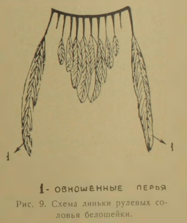 Рис. 9. Схема линьки рулевых со ловья белошейки.