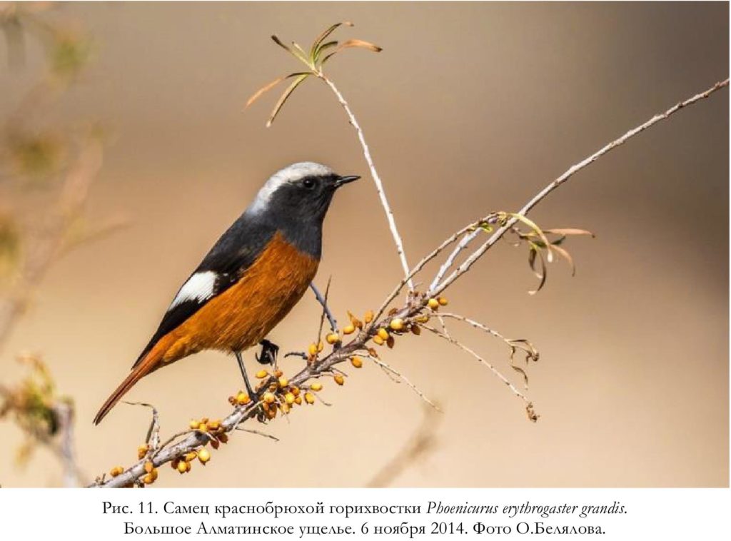 Рис. 11. Самец краснобрюхой горихвостки Phoenicurus erythrogaster grandis.   Большое Алматинское ущелье. 6 ноября 2014. Фото О.Белялова.
