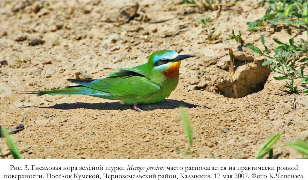 Рис. 3. Гнездовая нора зелёной щурки Merops persicus часто располагается на практически ровной   поверхности. Посёлок Кумской, Черноземельский район, Калмыкия. 17 мая 2007. Фото К.Чепенаса
