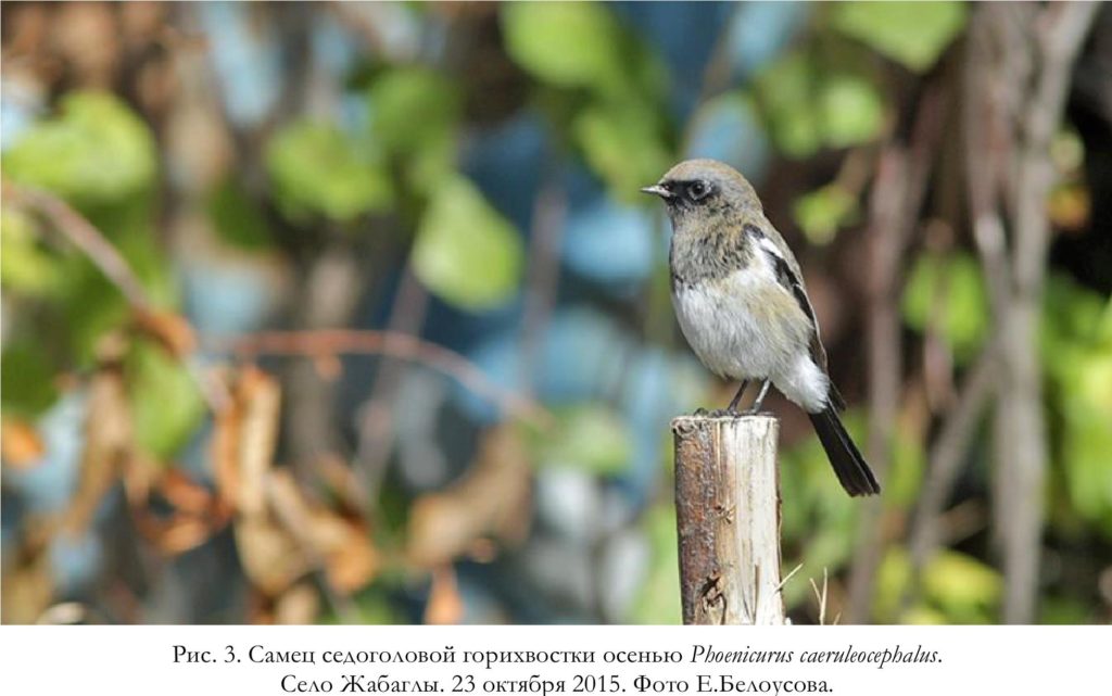 Рис. 3. Самец седоголовой горихвостки осенью Phoenicurus caeruleocephalus.   Село Жабаглы. 23 октября 2015. Фото Е.Белоусова.