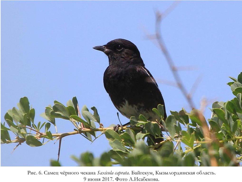 Рис. 6. Самец чёрного чекана Saxicola сaprata. Байгекум, Кызылординская область.   9 июня 2017. Фото А.Исабекова.