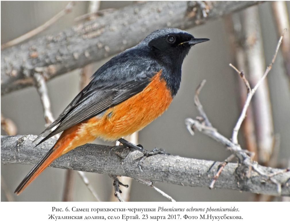 Рис. 6. Самец горихвостки-чернушки Phoenicurus ochruros phoenicuroides.   Жуалинская долина, село Ертай. 23 марта 2017. Фото М.Нукусбекова.