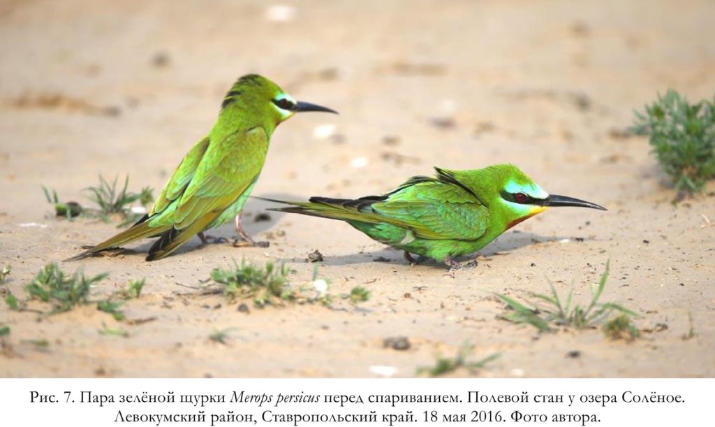 Рис. 7. Пара зелёной щурки Merops persicus перед спариванием. Полевой стан у озера Солёное.   Левокумский район, Ставропольский край. 18 мая 2016