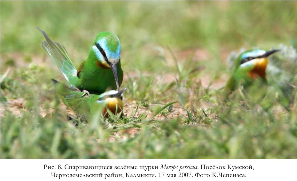 Рис. 8. Спаривающиеся зелёные щурки Merops persicus. Посёлок Кумской,   Черноземельский район, Калмыкия. 17 мая 2007. Фото К.Чепенаса.