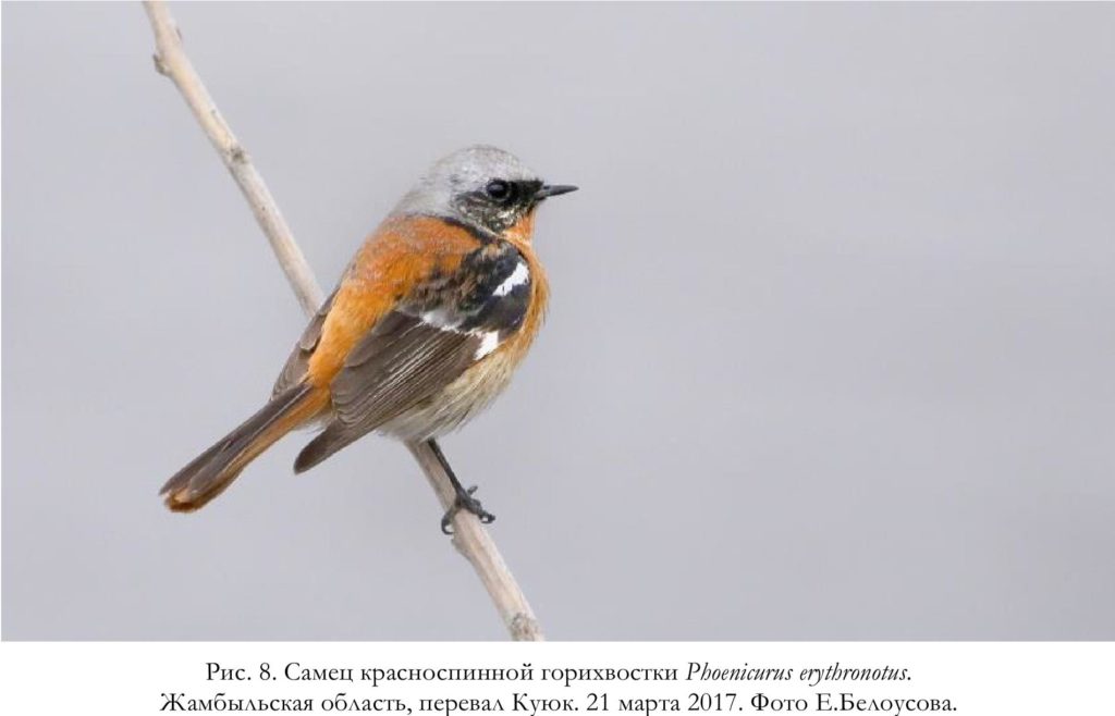 Рис. 8. Самец красноспинной горихвостки Phoenicurus erythronotus.   Жамбыльская область, перевал Куюк. 21 марта 2017. Фото Е.Белоусова.