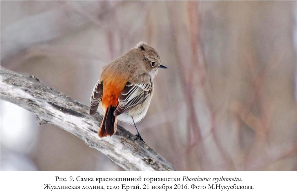 Рис. 9. Самка красноспинной горихвостки Phoenicurus erythronotus.   Жуалинская долина, село Ертай. 21 ноября 2016. Фото М.Нукусбекова. 