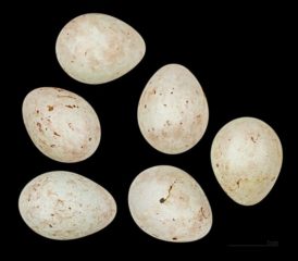 Fringilla montifringilla eggs