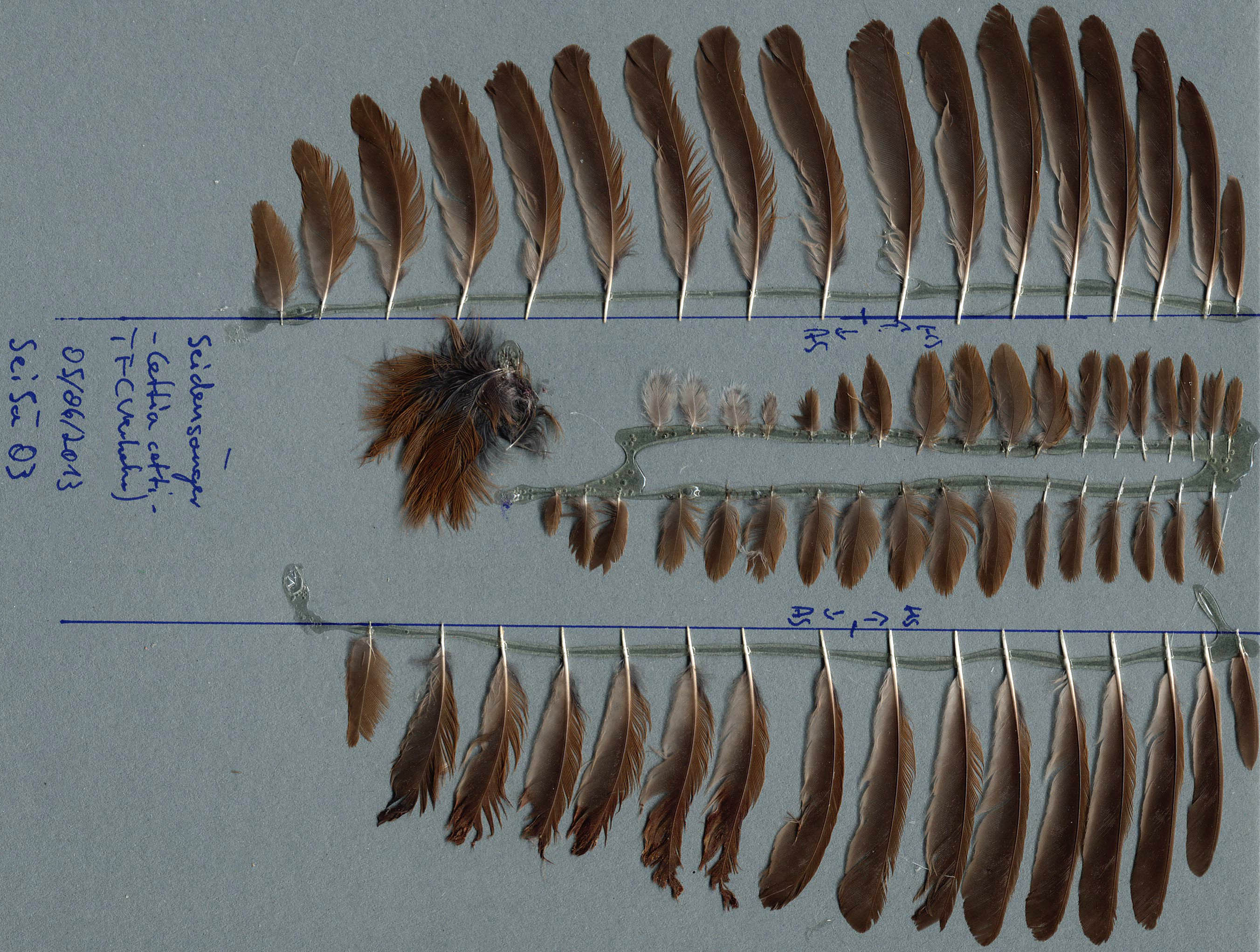 Cettia cetti plumage-3